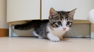 Kitten Coco sneaks under the washroom