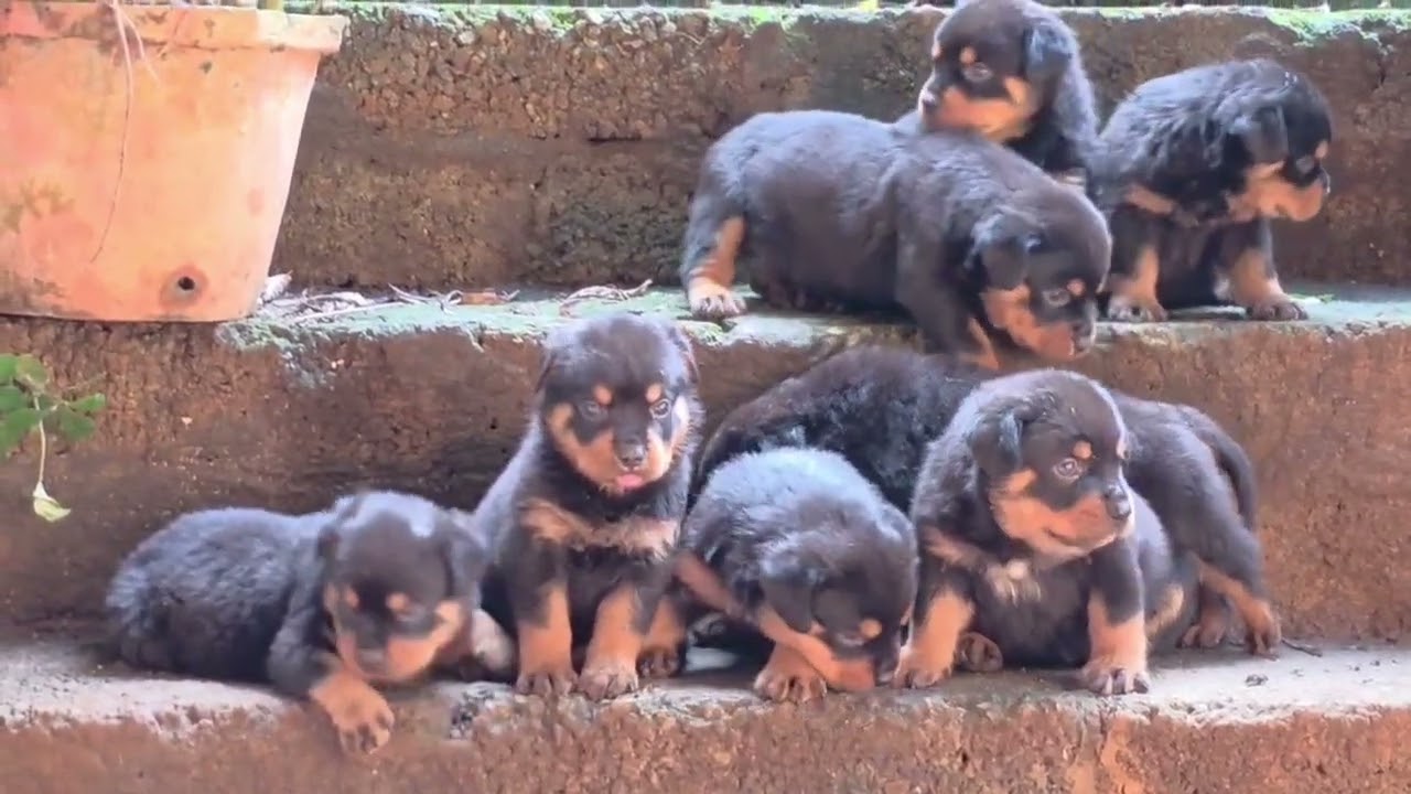 Top quality Rottweiler puppies available in Kerala cheap price |