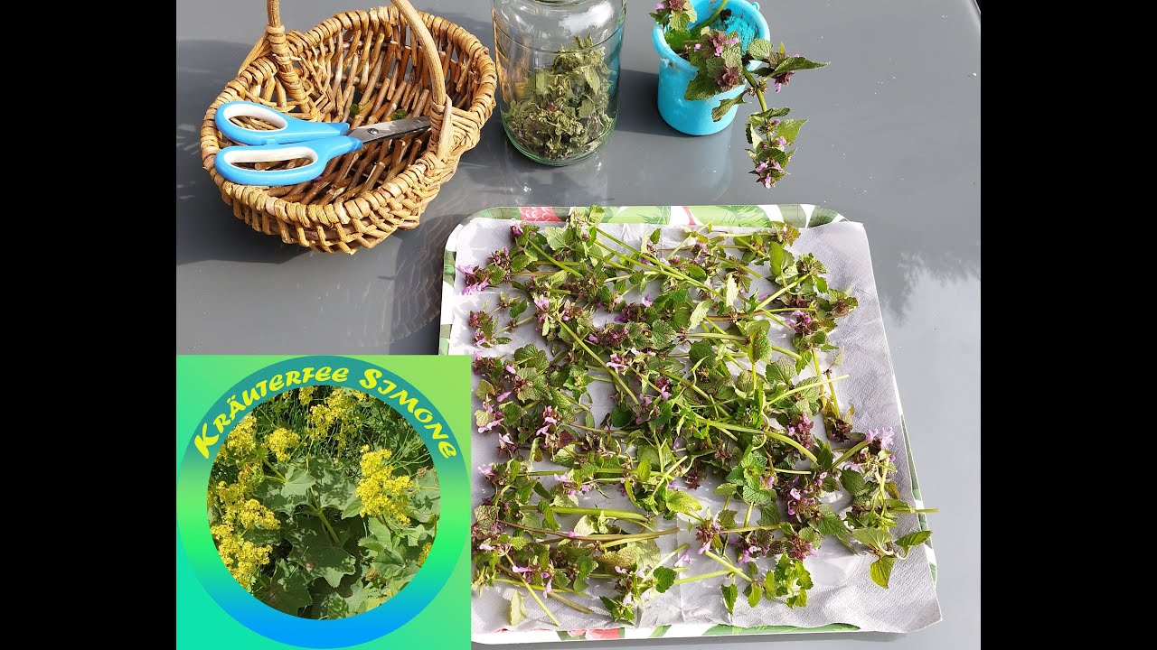Taubnessel Ernte und Trocknung