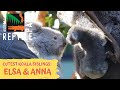 ELSA THE KOALA MEETS LITTLE SISTER ANNA! | The Australian Reptile PArk