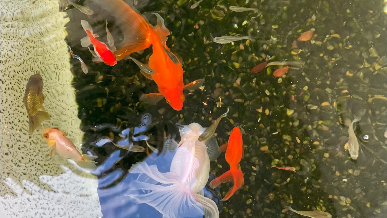 Bathtub Pond Update !