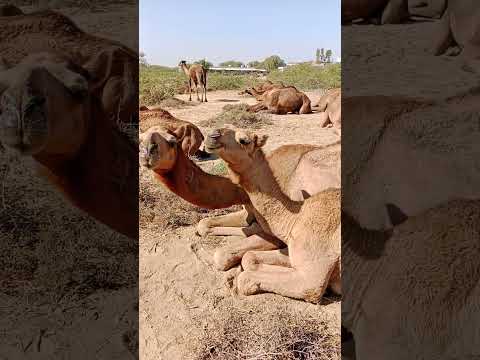 مجموعة من الجمال تجلس في الغابة بعد تناول الفاكهة الطازجة Camelshorts Vidio Viral 