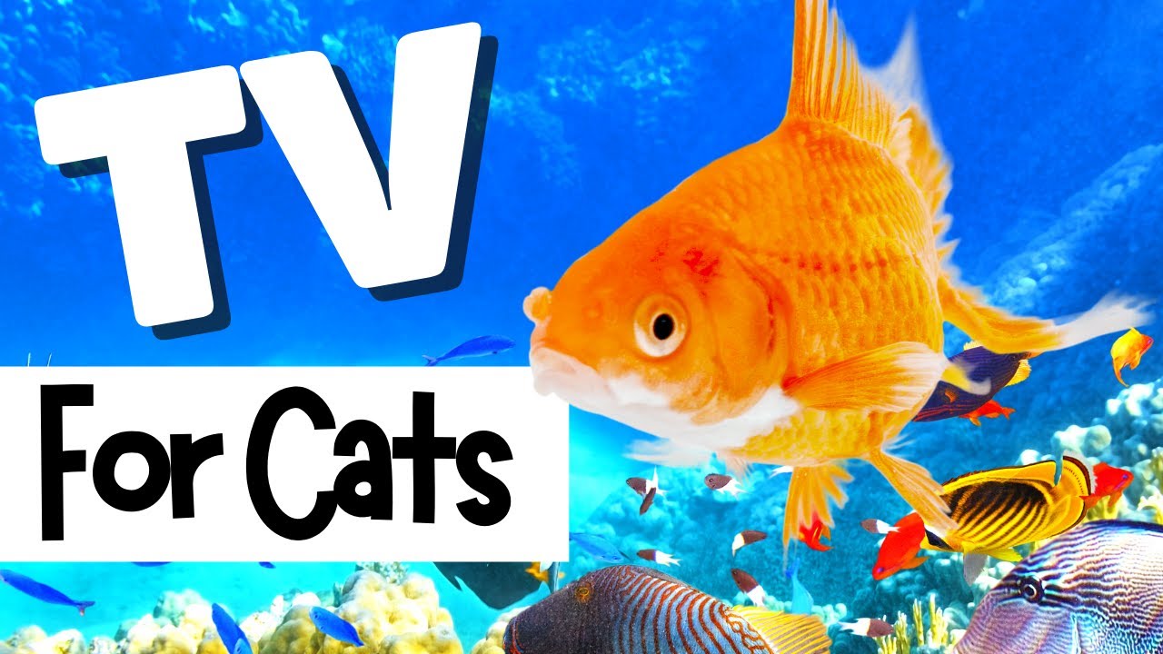 TV for Cats Relax My Cat 🐟 FISH AQUARIUM💦 Videos For Cats To