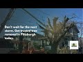 Tree Removal in Pittsburgh, PA | Solid Oak Tree Service