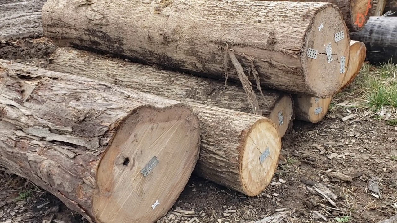 Logs From Big Timber Hardwoods YouTube Logs From Big Timber Hardwoods YouTube
