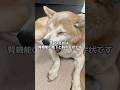 通院と点滴をがんばる15歳柴犬いちご(と飼い主)#柴犬 #老犬