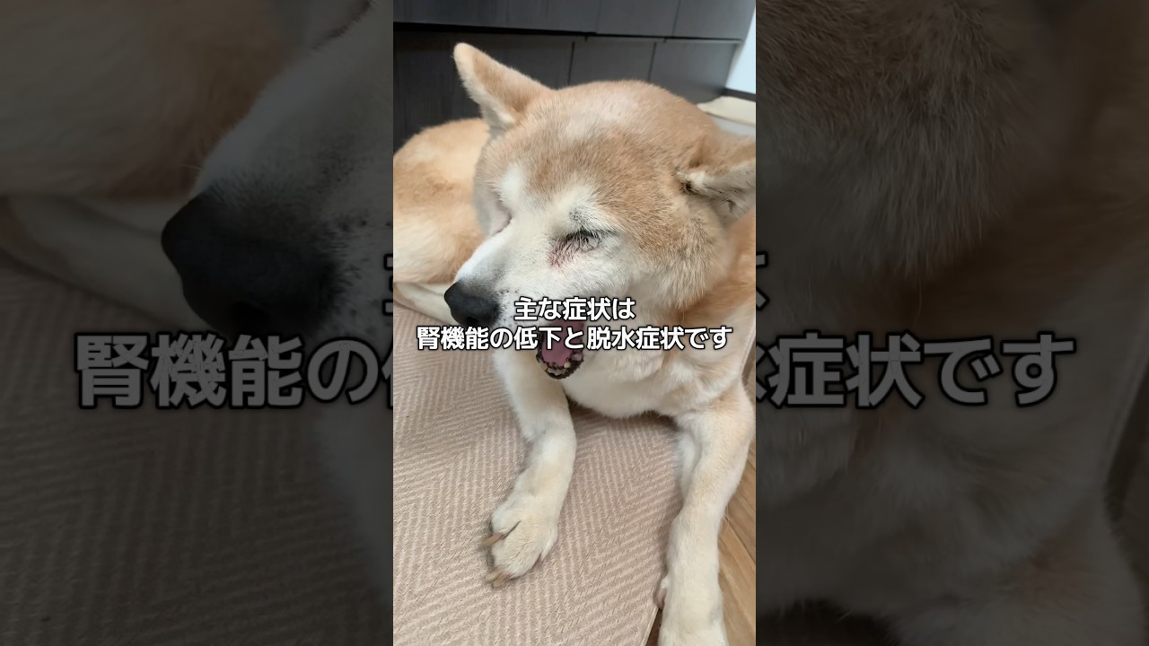 通院と点滴をがんばる15歳柴犬いちご(と飼い主)#柴犬 #老犬