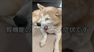 通院と点滴をがんばる15歳柴犬いちご（と飼い主）#柴犬 #老犬