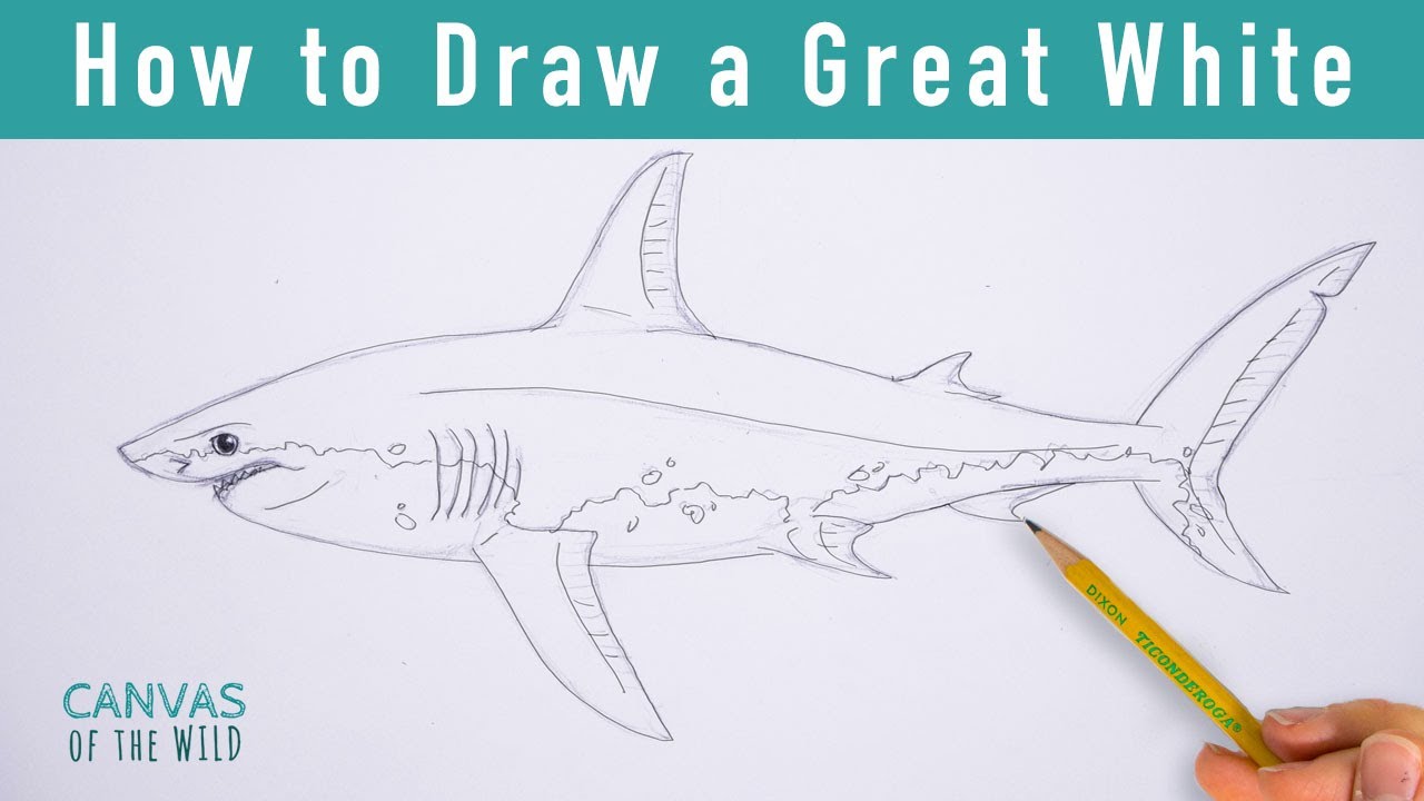 How to Draw a Great White Shark - YouTube