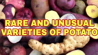 RARE AND UNUSUAL VARIETIES OF POTATOES | POTATO AND THEIR ORIGIN