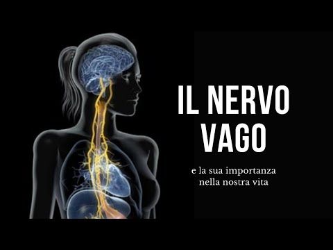 Il nervo vago (X nervo cranico)