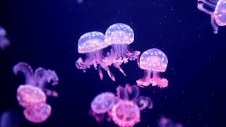 Glowing Jellyfish Swimming | Relaxing nature sounds | Aquarium Screensaver for Anxiety, or Sleep 🐋