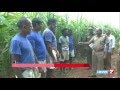 Prisoners at trichy central prison cultivates sugarcane  turmeric ahead of pongal  news7 tamil