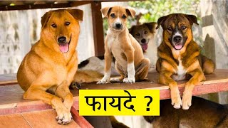 Desi Kutta Palne ke Fayde | 10 Benefits of Street Dogs | Desi Kutta