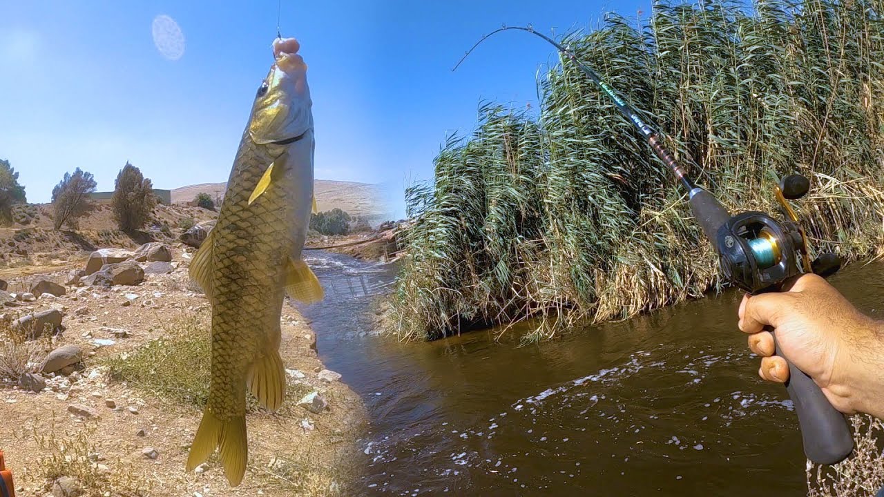 صيد سمكة ذهبية بطعم مصارين الدجاج 🤢😅 ( صيد نهري )