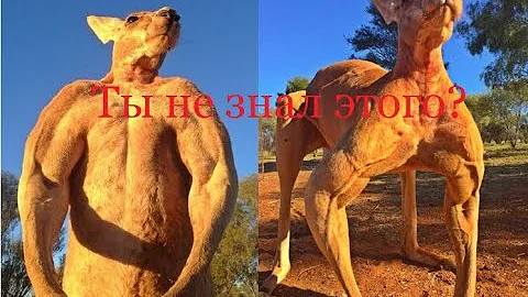 Какие бывают сумчатые животные