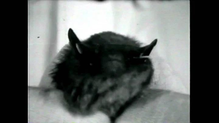 Robert Galambos - History of Bat Echolocation