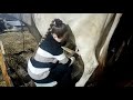 Доение коровы, дочкой Алиной(12лет)