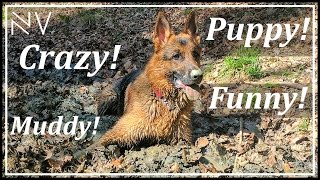 Funny German Shepherd Puppy Goes Crazy In The Mud
