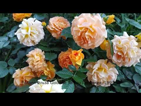 15 сортов роз группы флорибунда