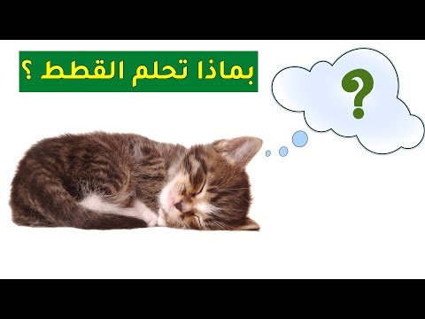 فيديو: لماذا تحلم القطط؟
