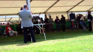 Southern Counties Champ Show 2012 Mini Bull Terriers Frank Kane Veteran