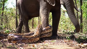 Giant python is wrapping itself around an elephant in African .Video Ai