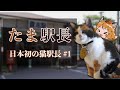 【ゆっくり解説】「たま駅長」日本初の猫駅長の物語 #1 ~三毛猫出発~