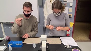 Diffusion Through a Membrane Part 6: The onion cell