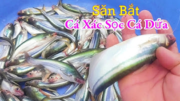 Săn Bắt Cá Xác Sọc Cá Dứa Câu Mồi Độc Lạ Nhất Miền Tây Sông Nước / Kiềm Rapper