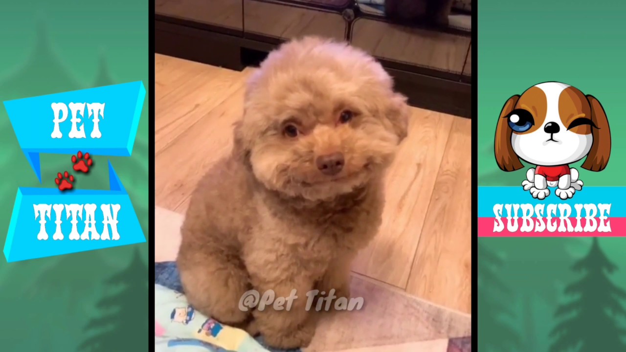 tiktok catchy songs Funny 😂 & Cute😍 Pets 🐾2019🐶 (#21)