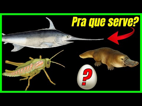 Vídeo: Quando o peixe-espada é feito?