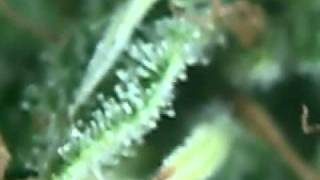 ChemDog-A close-up.avi