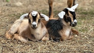 Baby goats play in big pasture for the first time!!