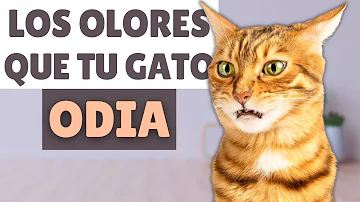 ¿De qué color odia el gato?