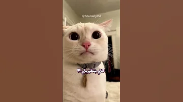 مفيش تونة اكسبلور Funny Catvideos Catmeme 