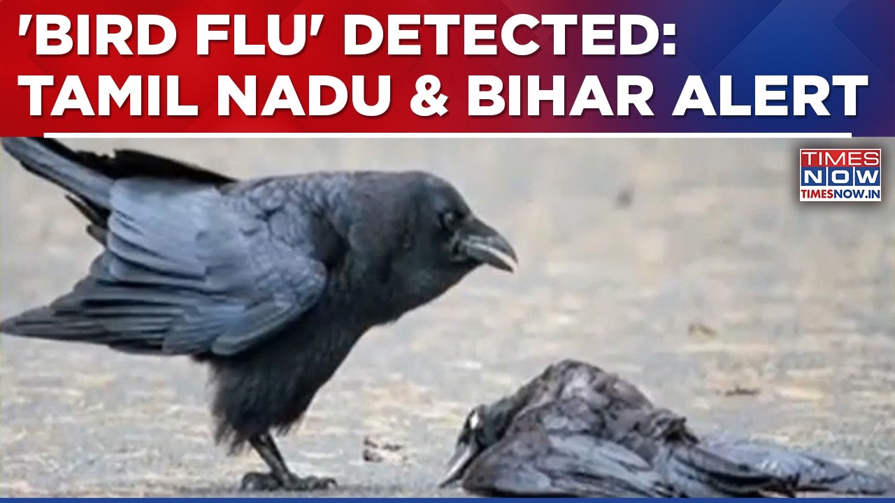 Breaking News: Bird Flu In Tamil Nadu & Bihar? State Agencies On Alert ...