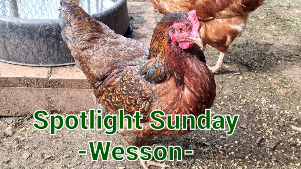 Spotlight Sunday! (Wesson) 82122 YouTube