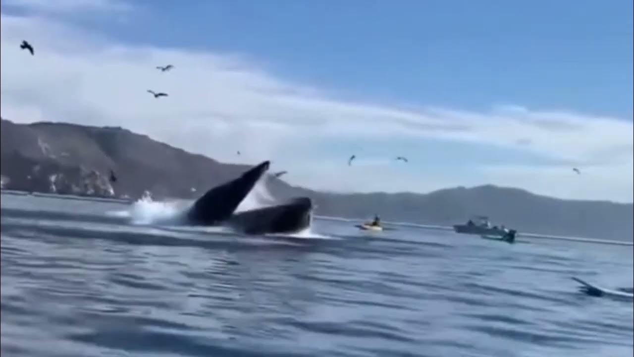 Video of whale swallowing two people on a KAYAK, they thankfully