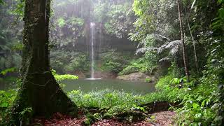 Звуки природы, звук дождя в джунглях