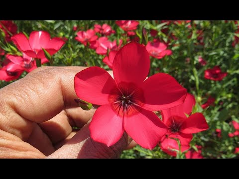 Video: Scarlet Flax Information - Scarlet Flax Wildflowers өстүрүү боюнча кеңештер