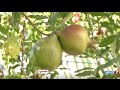 Easy techniques to grow fruit trees in your terrace garden  poovali  news7 tamil
