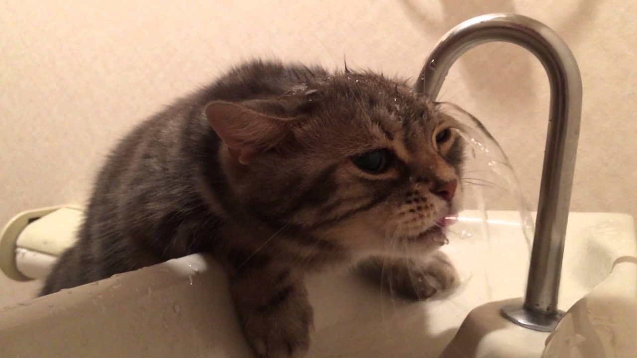 あれっ？とどかない」水を飲むのが下手な猫ファニッタ