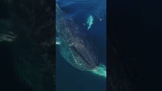 目前世界上最大的生物：蓝鲸