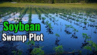 Soybean Food Plots in Wet Ground - Will it Work?