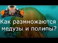 Как размножаются медузы и полипы (breeding jellyfish)