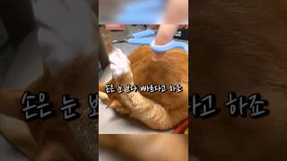 고양이 발톱을 자르기 위해 필요한것