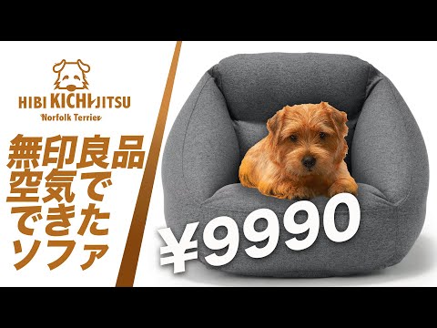 愛犬キチ   無印良品　空気でできたソファ【ノーフォークテリア norfolkterrier muji kichi】