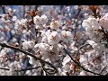 Best Us Botanical Gardens