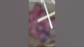 white java Colony l java sparrow breeding progress l java sparrow l